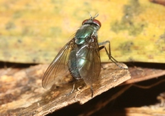 Dyscritomyia