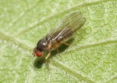Ephydroidea