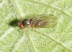Ephydroidea