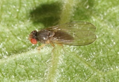 Ephydroidea