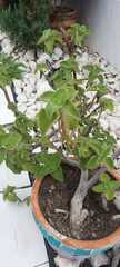 Lippia graveolens