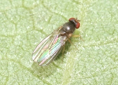 Ephydroidea