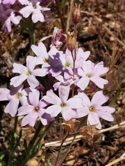 Glandularia gooddingii