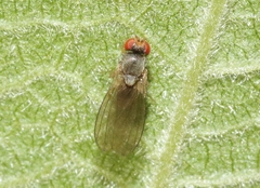 Ephydroidea