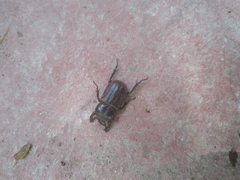 Archophileurus