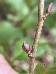 Dasineura serrulatae