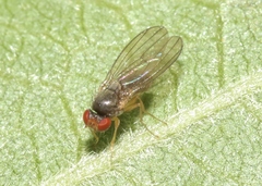 Ephydroidea