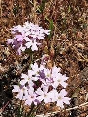 Glandularia gooddingii