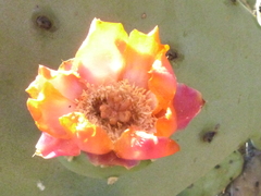 Opuntia quimilo