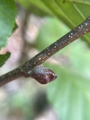 Dasineura serrulatae