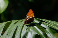 Siproeta epaphus epaphus