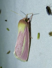 Heliocheilus julia