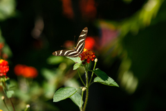 Heliconius charithonia vazquezae