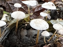 Strobilurus trullisatus