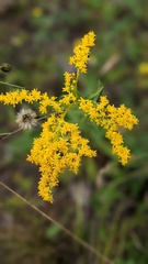 Solidago nemoralis