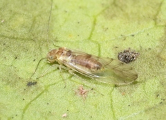 Elipsocidae