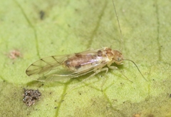 Elipsocidae