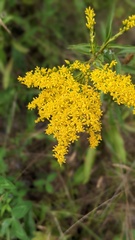 Solidago nemoralis