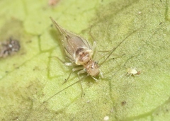 Elipsocidae