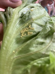 Epilachna varivestis