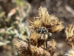 Parancistrocerus declivatus