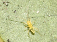 Nesiomiris hawaiiensis