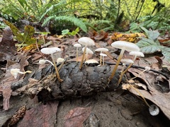 Strobilurus trullisatus