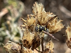 Parancistrocerus declivatus