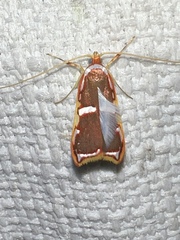 Barantola pulcherrima