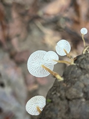 Strobilurus trullisatus