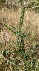 Aloysia gratissima