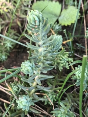 Petrosedum rupestre