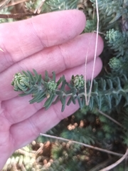 Petrosedum rupestre