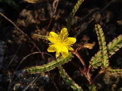 Corchorus asplenifolius