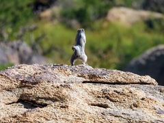 Ammospermophilus interpres