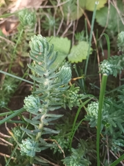 Petrosedum rupestre