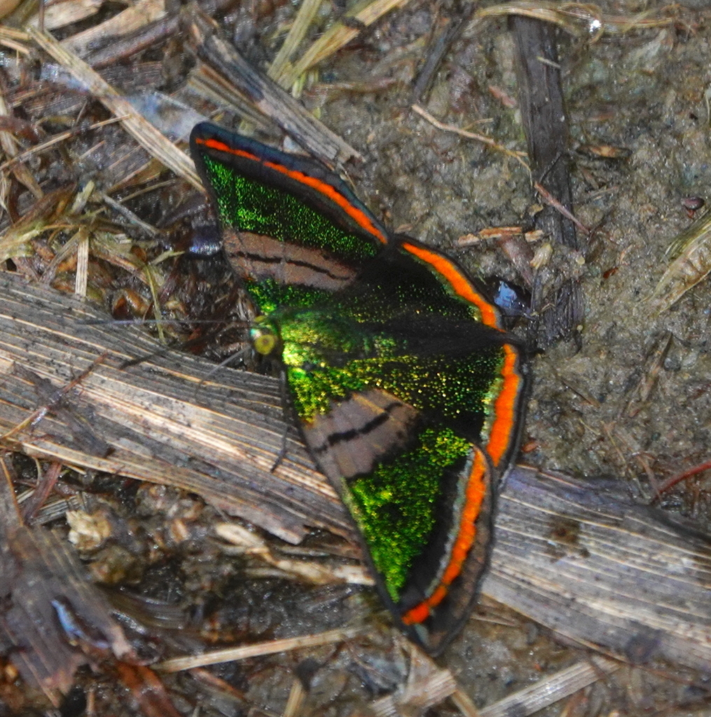 Caria tabrenthia from Amazonia Lodge, Manú 17700, Peru on October 11 ...