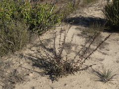 Penstemon spectabilis