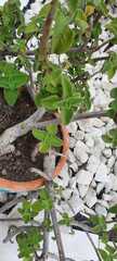 Lippia graveolens
