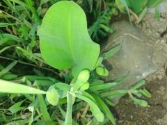 Limnocharis