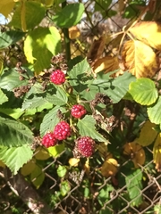 Rubus