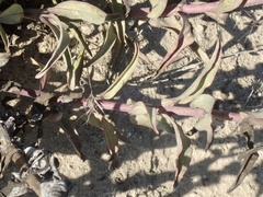 Penstemon spectabilis