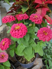 Zinnia elegans
