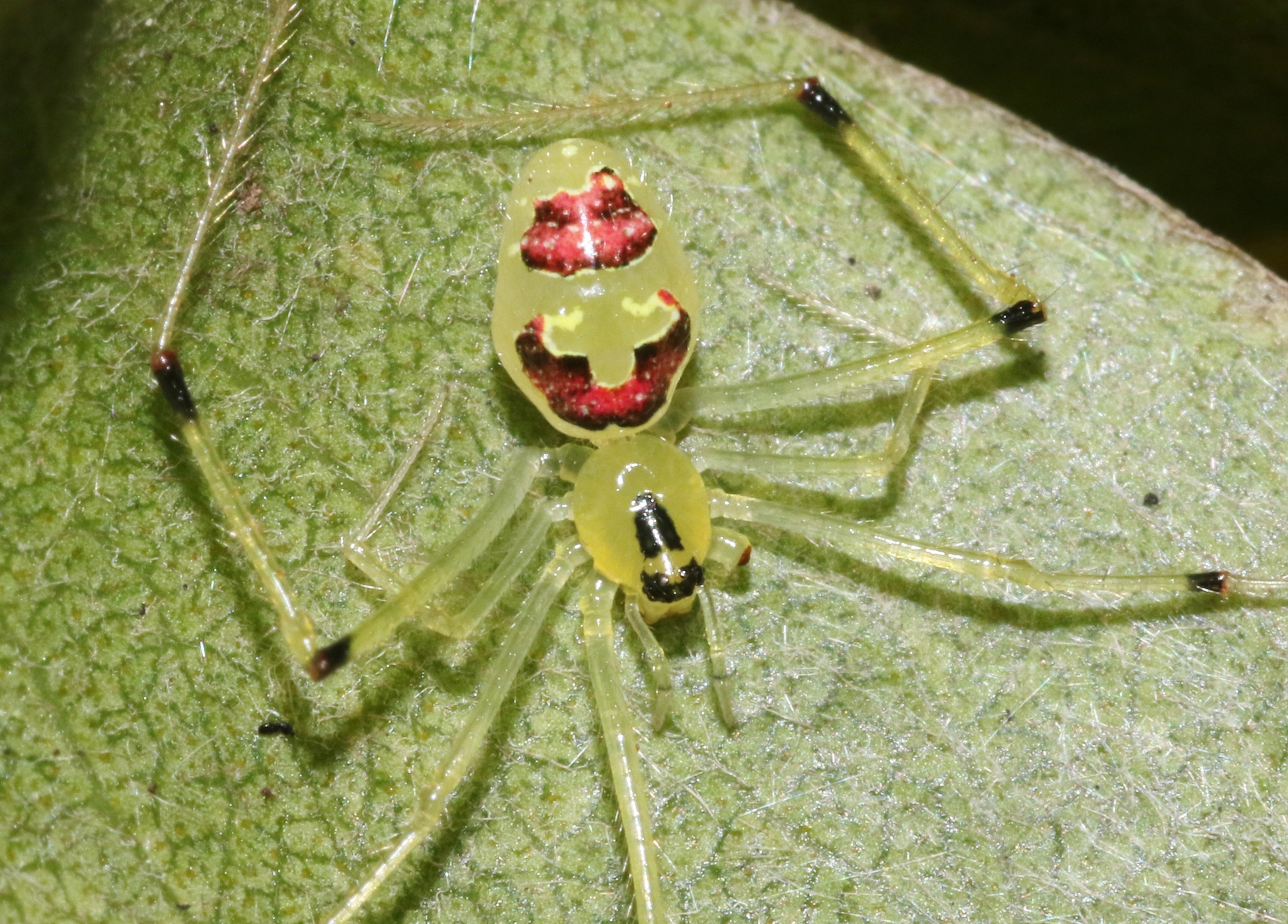 Hawaiian Happy Face Spider (Theridion grallator) · iNaturalist