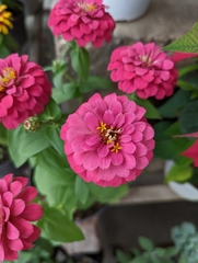 Zinnia elegans