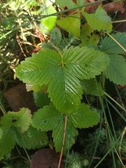 Fragaria viridis