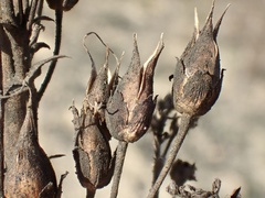 Penstemon spectabilis