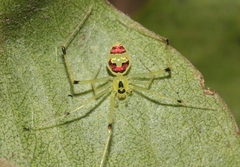 Theridion grallator