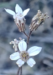 Jepsonia parryi