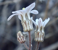 Jepsonia parryi